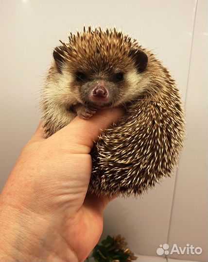 Африканский карликовый еж