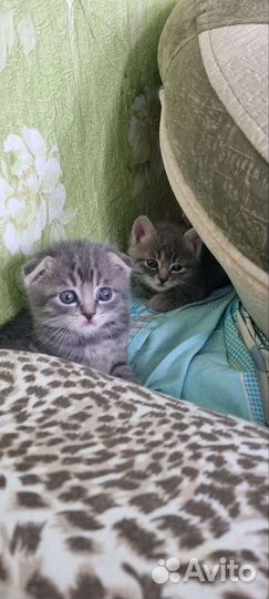 Шотландские котята