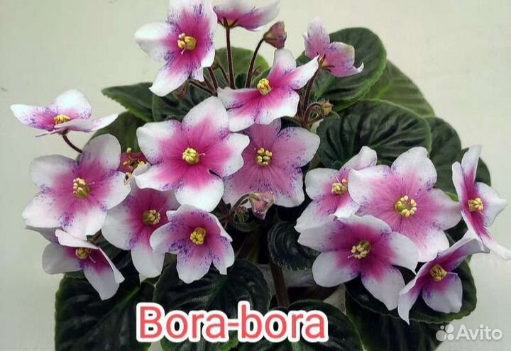 Детки сортовых фиалок