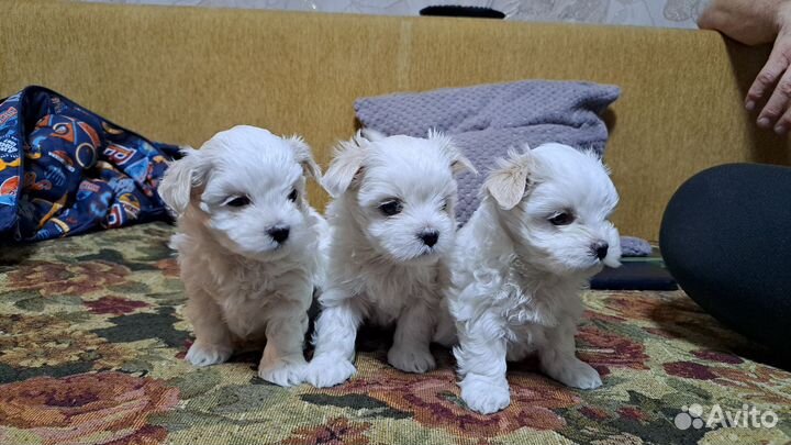 Щенки мальтийской болонки