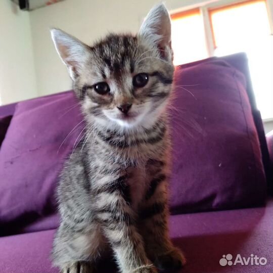 Кошка котенок девочка серая