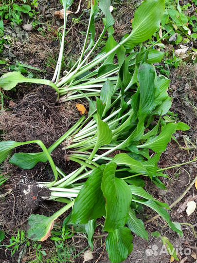 Растение для сада