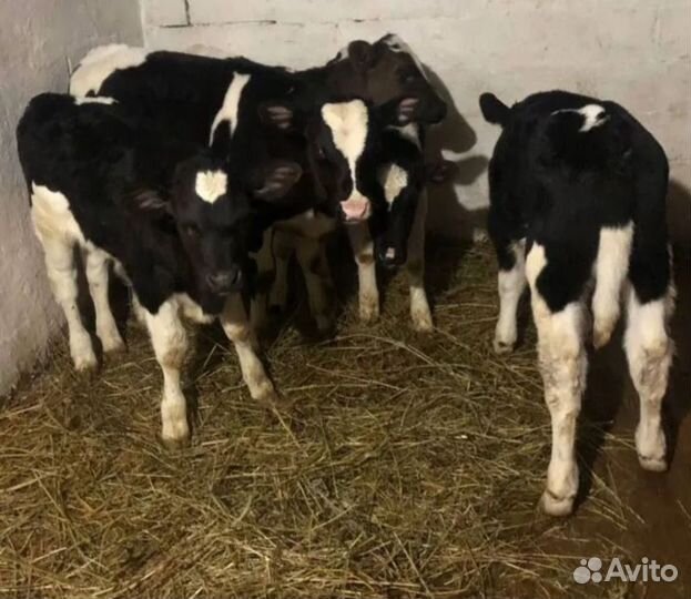 Телята бычки