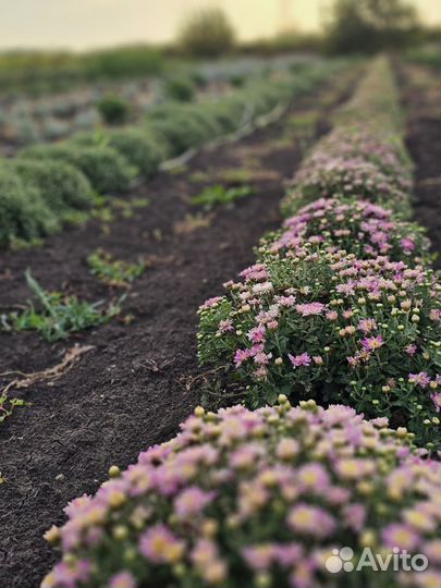 Хризантема мультифлора