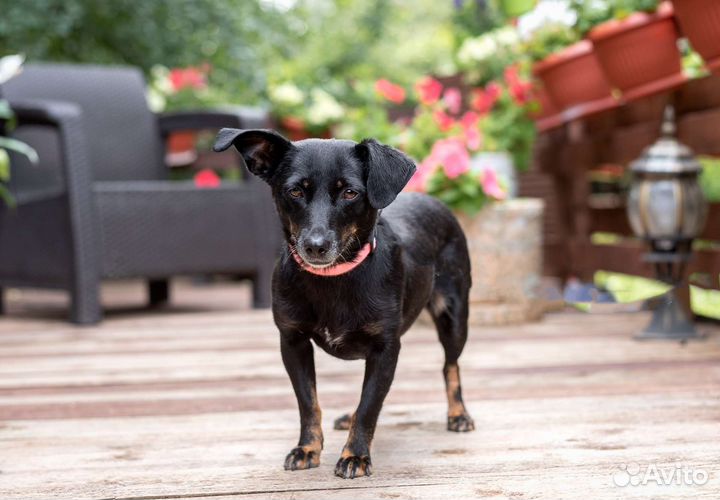 Джина мелкаш в добрые руки