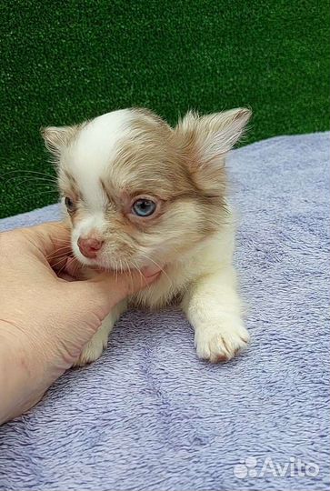 Чихуахуа мальчик мерле голубоглазый