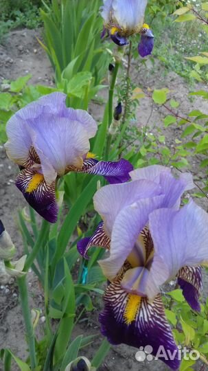 Ирисы сортовые