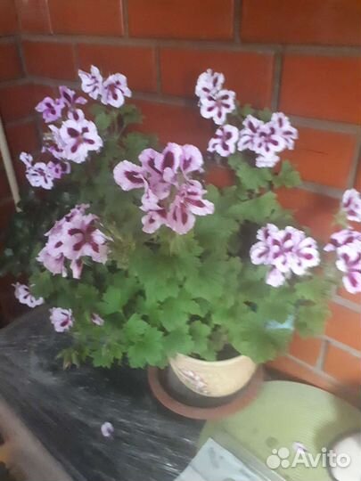 Герань королевская