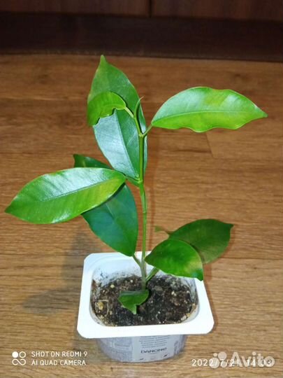 Фикус Ретуза Грин