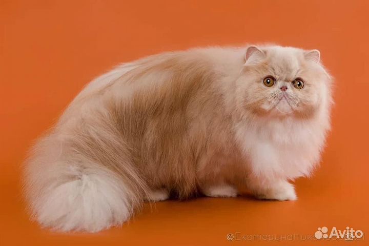 Персидская кошка