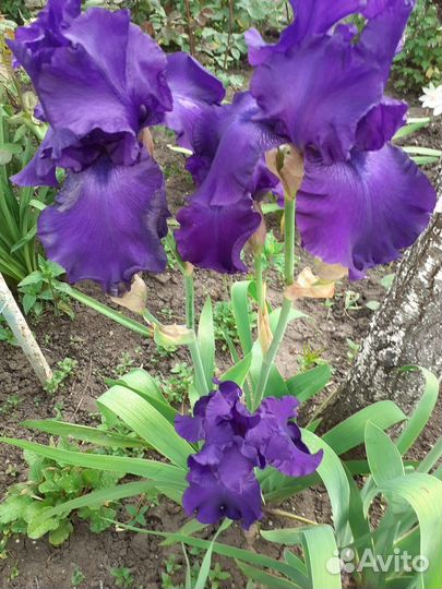 Ирисы