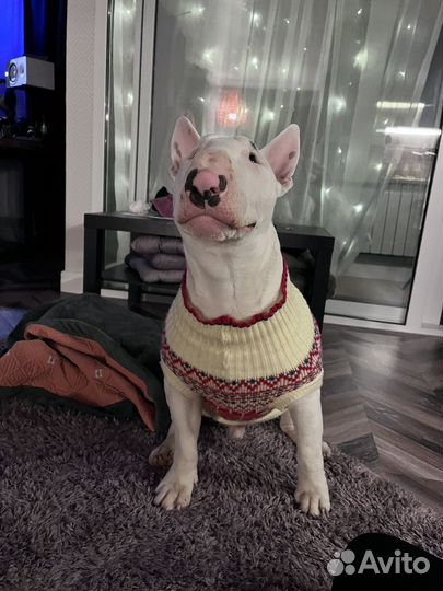 Свитер для собак средних пород
