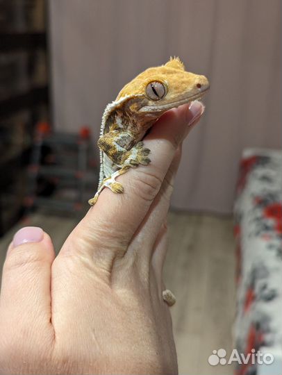 Реснитчатый бананоед