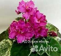 Фиалки детки