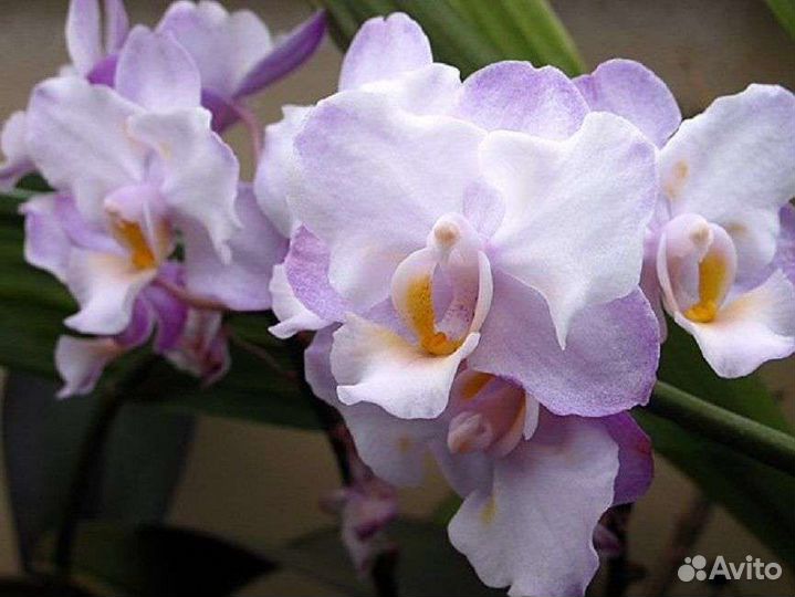Орхидея Lius Sakura KF