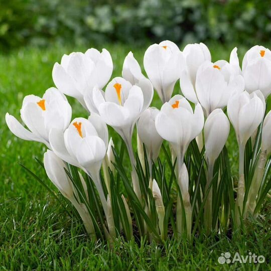 Луковицы крокусов