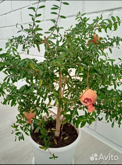 Гранат карликовый