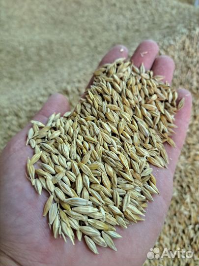 Ячмень, Пшеница, Кукуруза, Корма