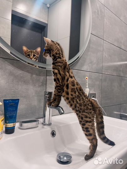 Бенгальская ф1