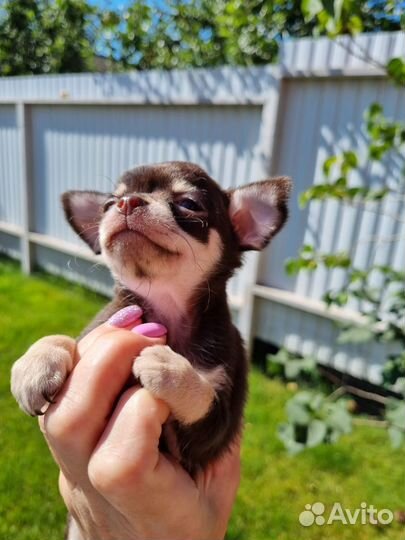 Щенки чихуахуа мини