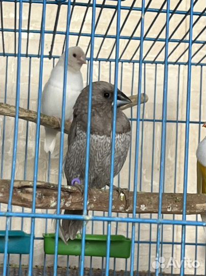 Чешуйчатая японская амадина