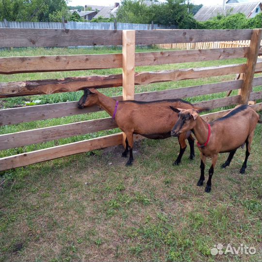 Чешская коза