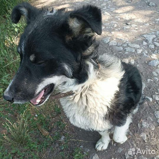 Маленькая собака и щенки в добрые руки бесплатно