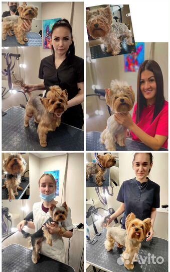 Индивидуальные курсы груминга, Груминг обучение