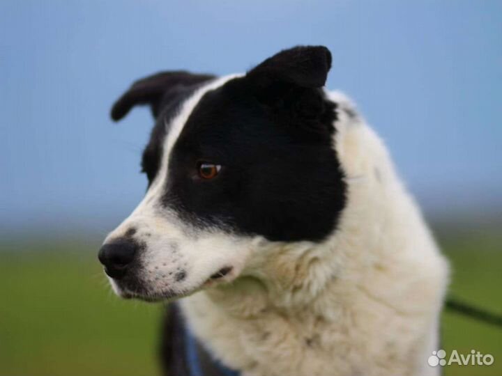 Тим из приюта