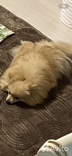 Померанский шпиц Девочка