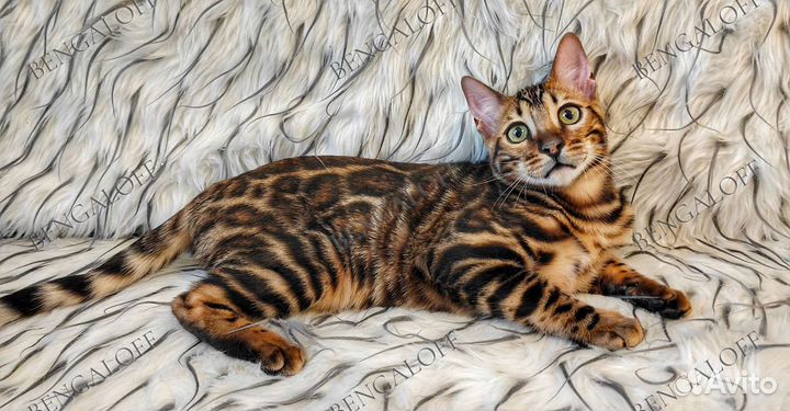 Бенгальские котята из питомника Bengaloff
