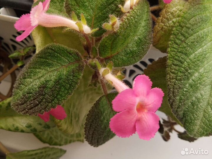 Черенки сортовых бальзаминов, эписций, бегонии