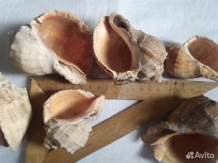 Морские ракушки раковины