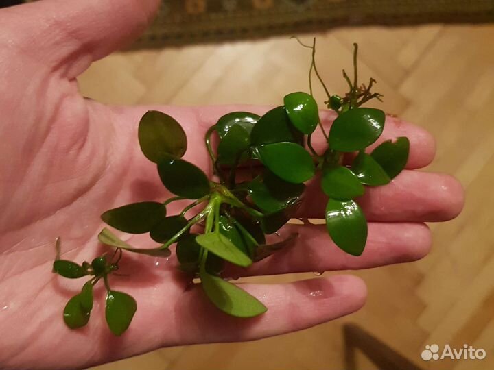 Аквариумные растения анубиас