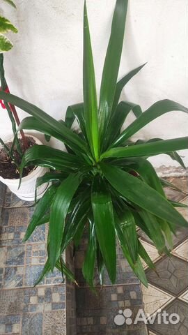 Комнатные цветы юкка