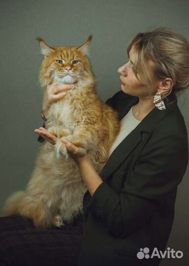 Стрижка собак и кошек