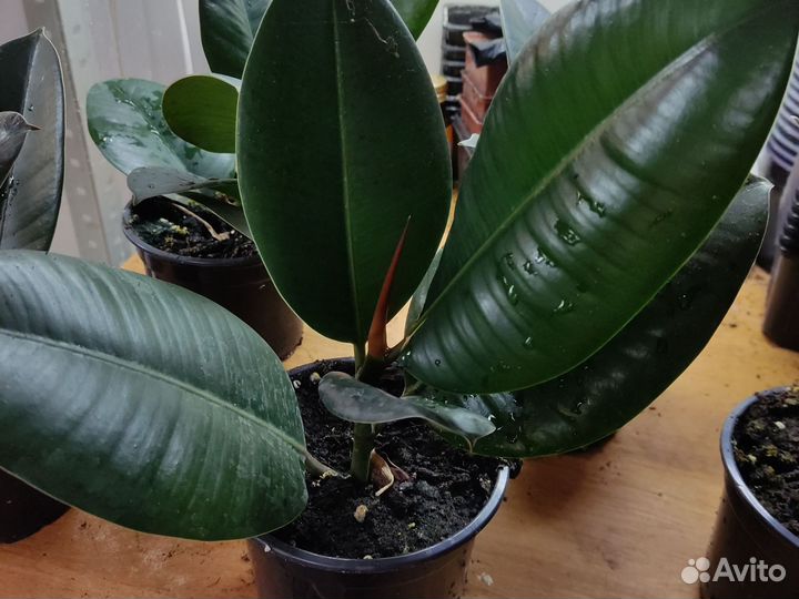 Фикус каучуконосный эластика