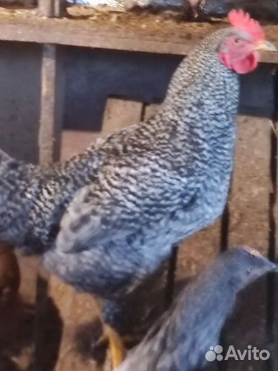 Петухи Брама, доминанта