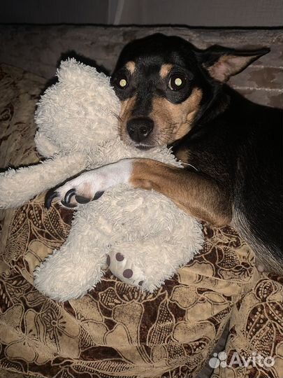 Собачка в добрые руки