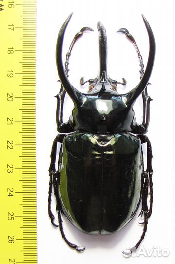 Жук Chalcosoma atlas atlas, Индонезия
