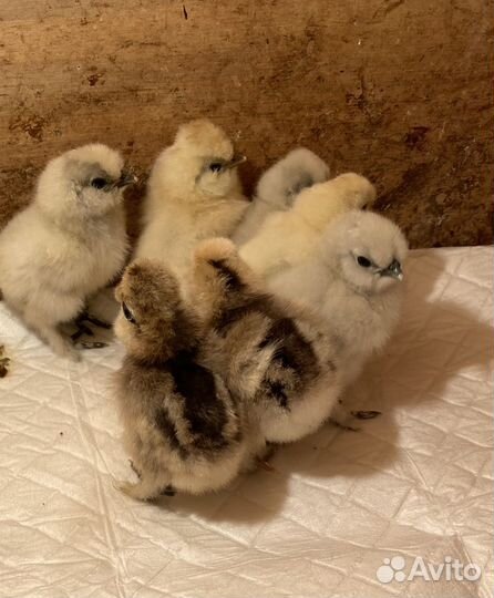 Цыплята шелковые и сильверудд