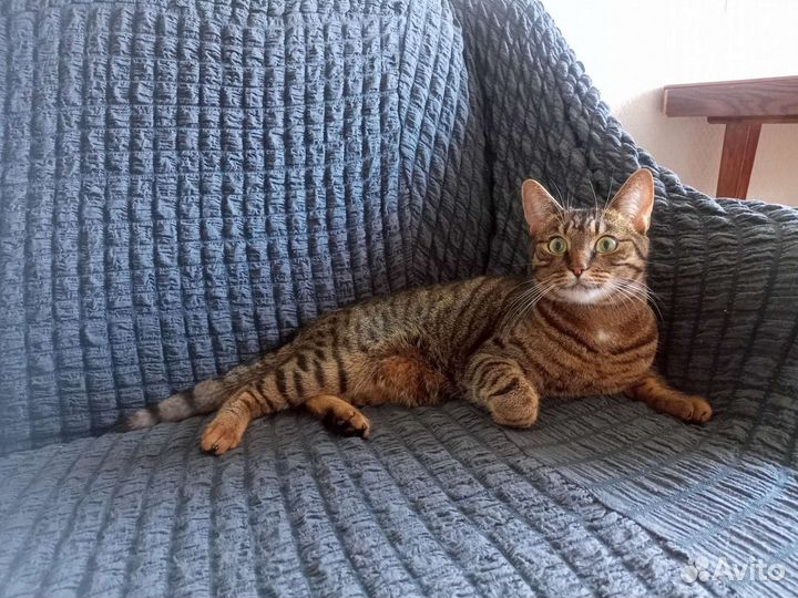 Кот в добрые руки