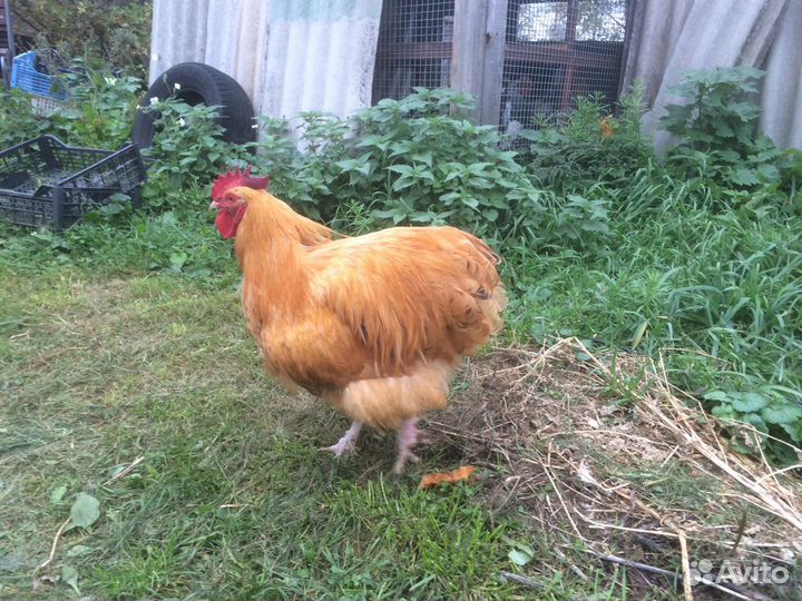 Инкубационное яйцо элитных пород кур