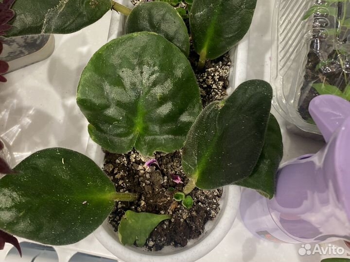 Листки фиалок с детками проращенные