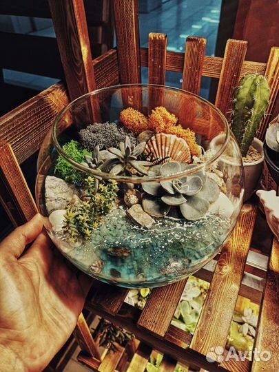 Суккуленты кактусы флорариум композиции