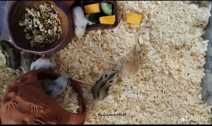 Джунгарские хомяки (малыши разного окраса)