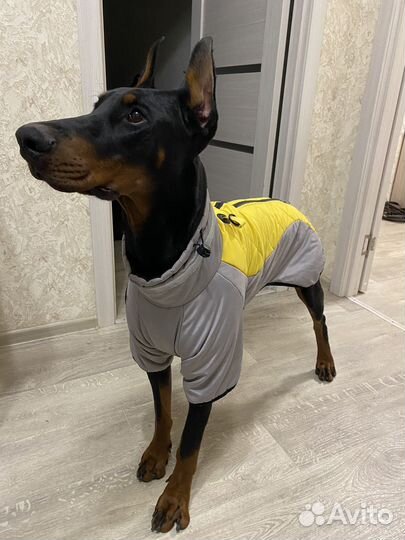 Попона для собаки 4xl