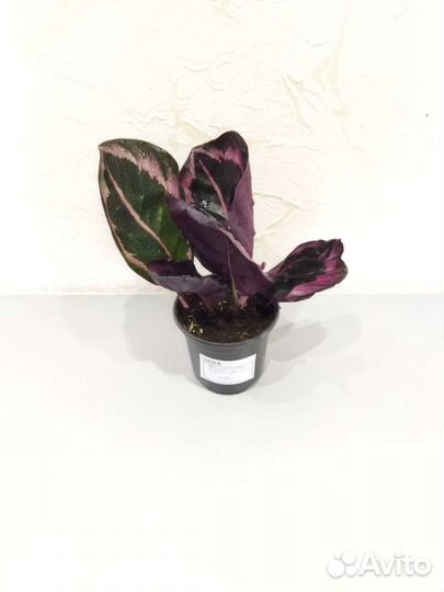 Калатея Литтл Принцесс