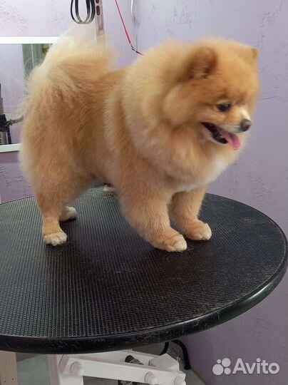 Стрижка собак и кошек