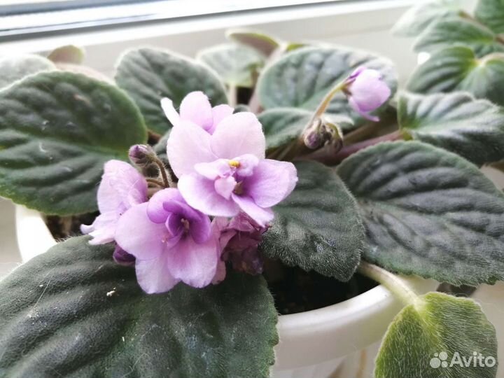 Фиалки цветущие в горшках